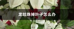 龙吐珠掉叶子怎么办