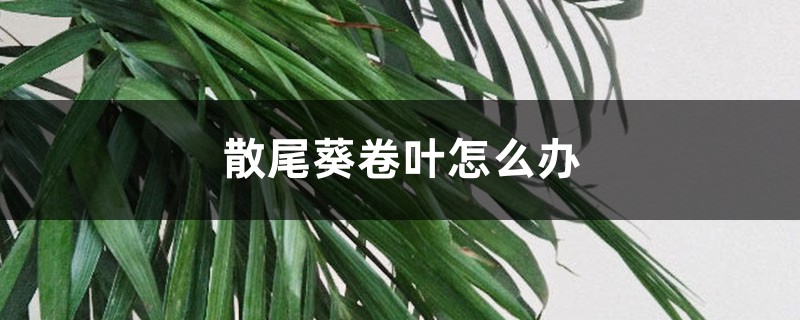 散尾葵卷叶怎么办 散尾葵卷叶怎么办