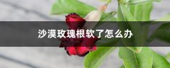 沙漠玫瑰根软了怎么办