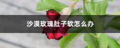 沙漠玫瑰肚子软怎么办