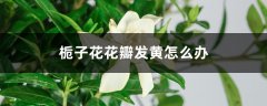 栀子花花瓣发黄怎么办