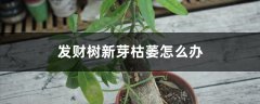 发财树新芽枯萎怎么办