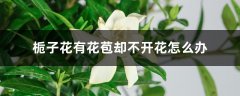 栀子花有花苞却不开花怎么办