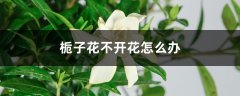 栀子花不开花怎么办