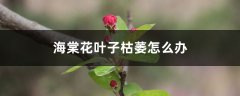 海棠花叶子枯萎怎么办