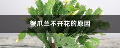 蟹爪兰不开花的原因