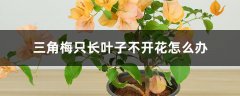 三角梅只长叶子不开花怎么办