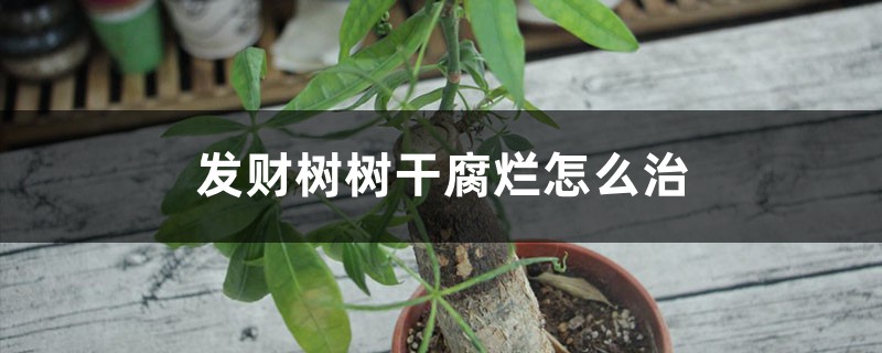 发财树树干腐烂怎么治