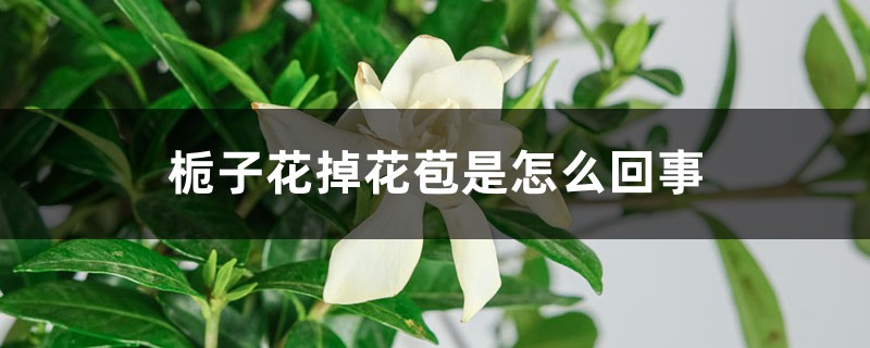 栀子花掉花苞是怎么回事