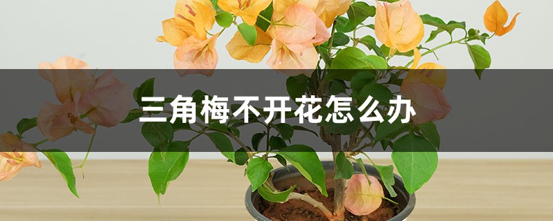 三角梅不开花怎么办