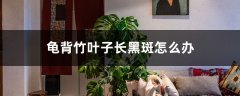 龟背竹叶子长黑斑怎么办