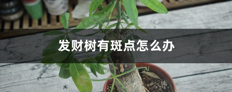 发财树有斑点怎么办
