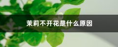 茉莉不开花是什么原因