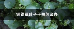 铜钱草叶子干枯怎么办