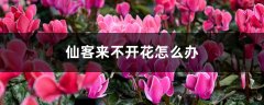 仙客来不开花怎么办