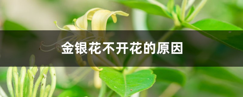 金银花不开花的原因