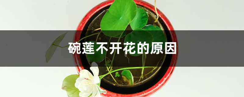 碗莲不开花的原因