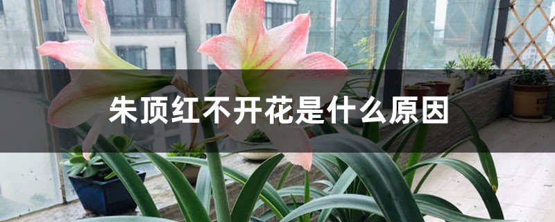 朱顶红不开花是什么原因