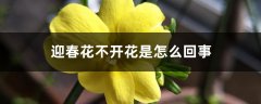 迎春花不开花是怎么回事