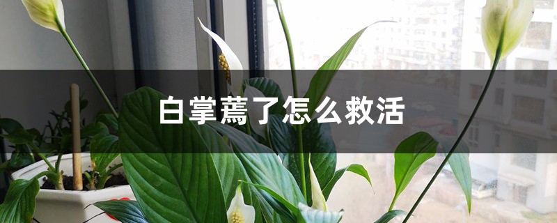 白掌蔫了怎么救活