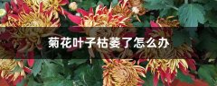 菊花叶子枯萎了怎么办