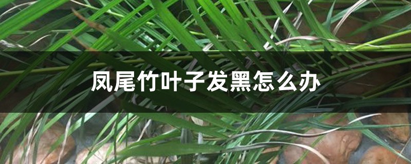 凤尾竹叶子发黑怎么办