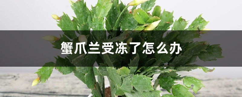 蟹爪兰受冻了怎么办