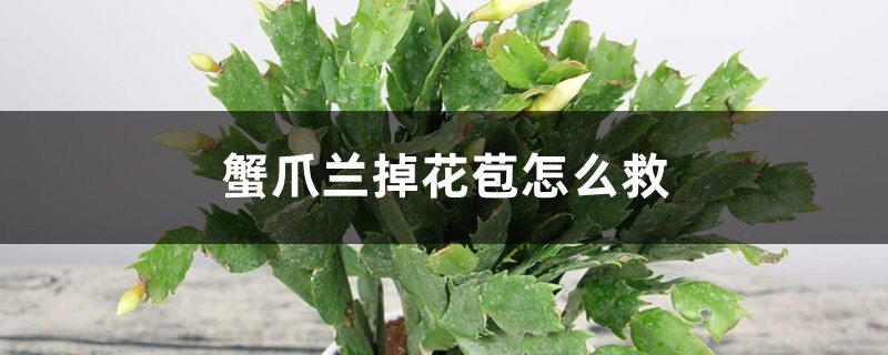 蟹爪兰掉花苞怎么救