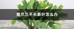 蟹爪兰不长新叶怎么办