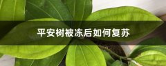 平安树被冻后如何复苏