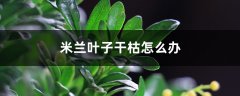 米兰叶子干枯怎么办