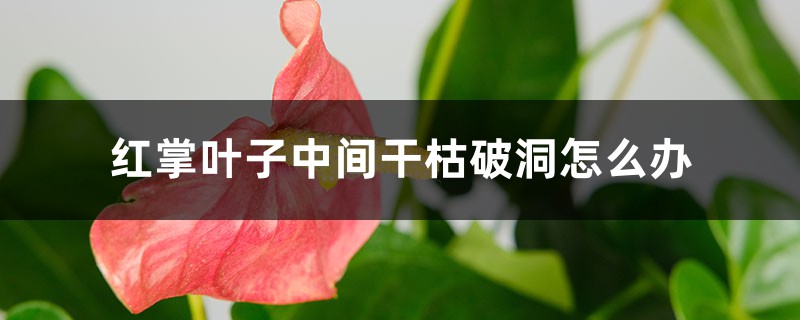红掌叶子中间干枯破洞怎么办 红掌叶子中间干枯破洞怎么办