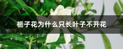 栀子花为什么只长叶子不开花