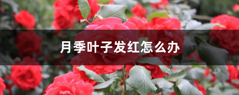 月季叶子发红怎么办