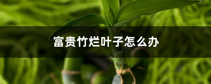 富贵竹烂叶子怎么办