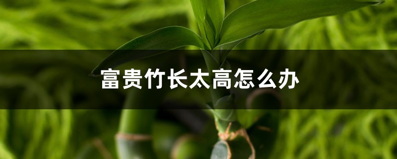 富贵竹长太高怎么办