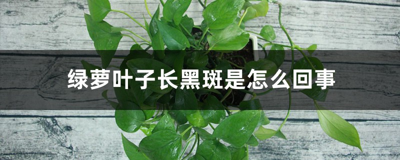 绿萝叶子长黑斑是怎么回事