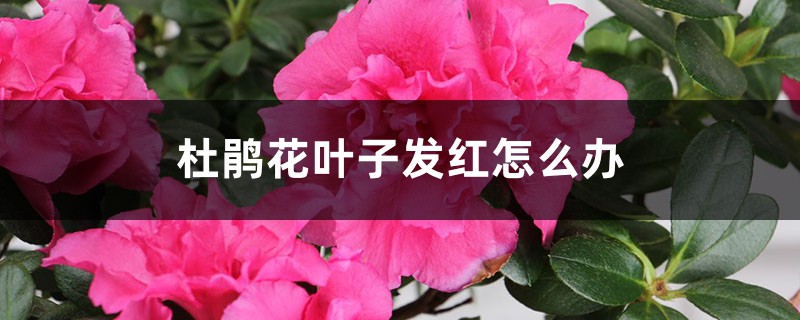 杜鹃花叶子发红怎么办