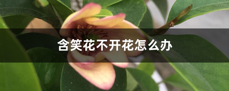 含笑花不开花怎么办