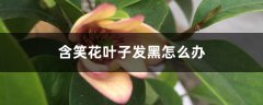 含笑花叶子发黑怎么办