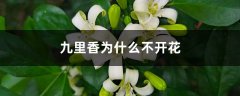 九里香为什么不开花