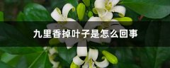 九里香掉叶子是怎么回事