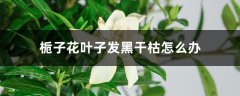 栀子花叶子发黑干枯怎么办