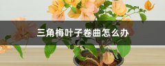 三角梅叶子卷曲怎么办