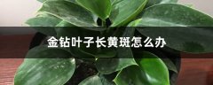 金钻叶子长黄斑怎么办