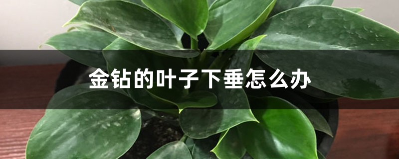 金钻的叶子下垂怎么办