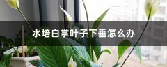 水培白掌叶子下垂怎么办