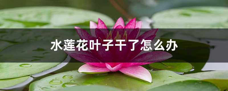 水莲花叶子干了怎么办