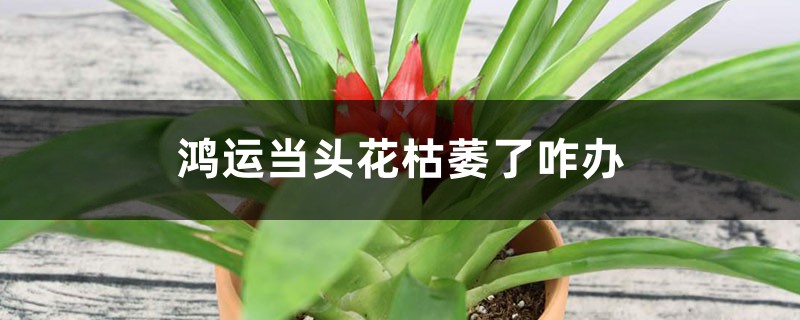 鸿运当头花枯萎了咋办