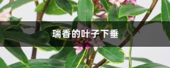 瑞香的叶子下垂